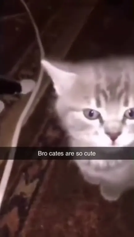 Bro Cats Are So Cute