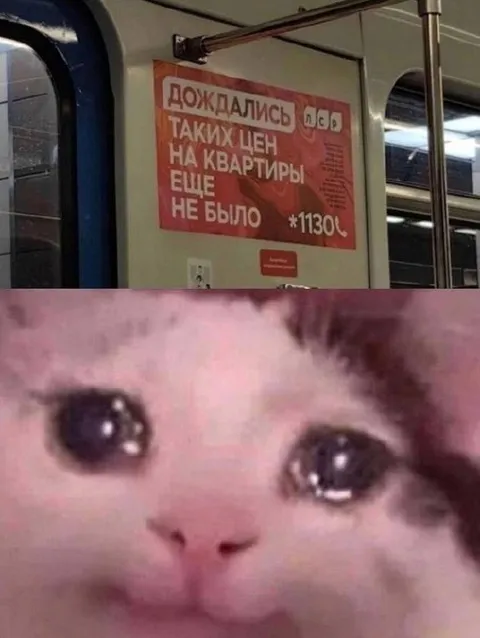 Кот плачет из-за цен на квартиры