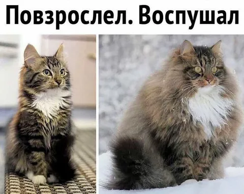 Повзрослел и воспушал