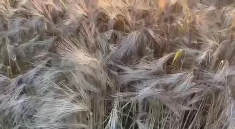 Вот наш урожай после дождя