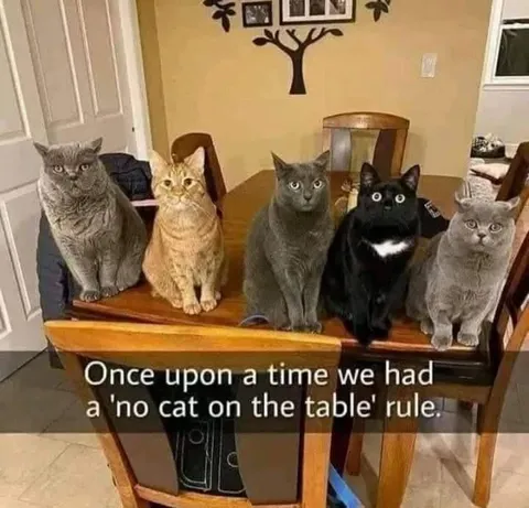 No Cat on the Table Rule
