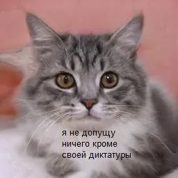 Кот устанавливает свою диктатуру