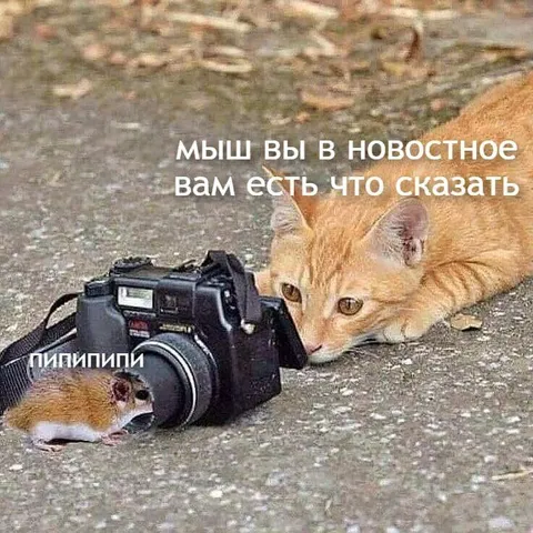 Мышь на камере в новостях