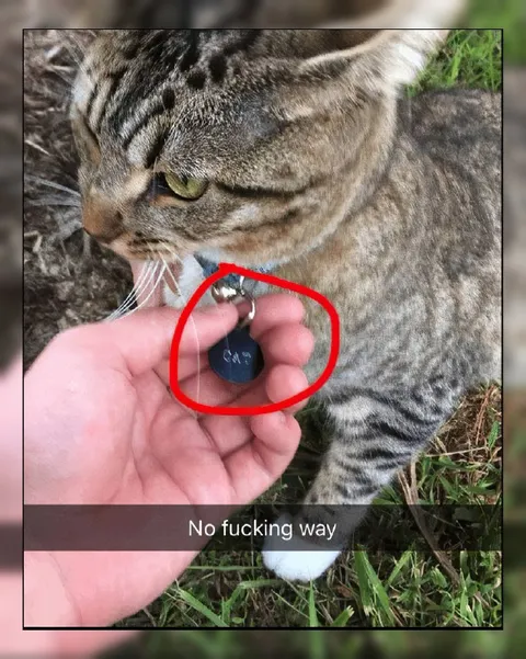 No Fucking Way Cat
