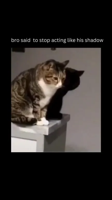 Cat Acting Like His Shadow