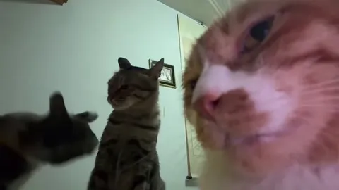 Кот смотрит на драку