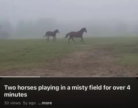 Two Horses in the Mist
