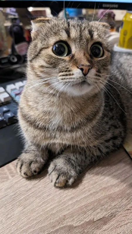 Очень удивлённый кот
