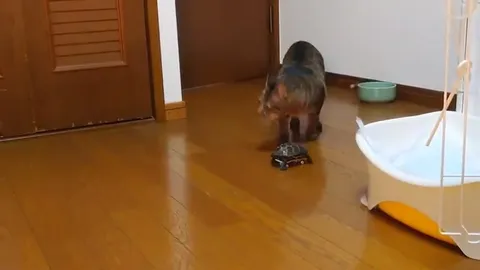 スケボー散歩するクサガメ軍曹