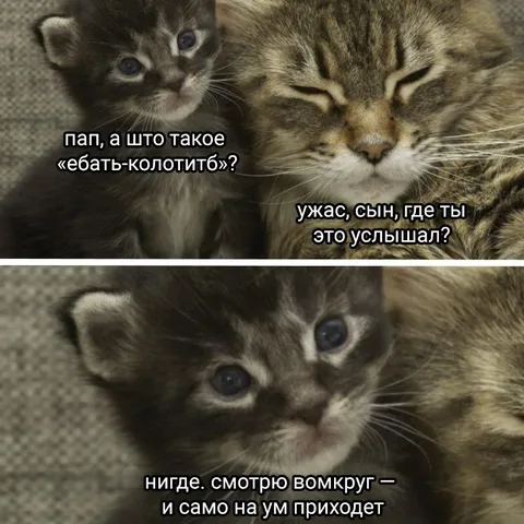 Котёнок сам придумывает ругательства
