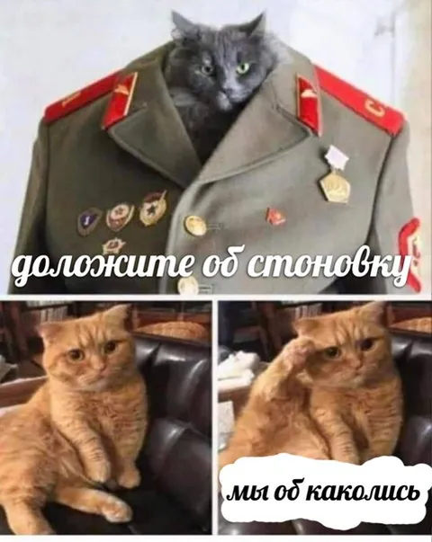 Коты докладывают обстановку