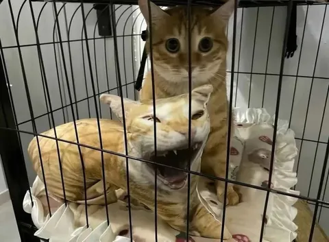 Кот боится уснуть в клетке