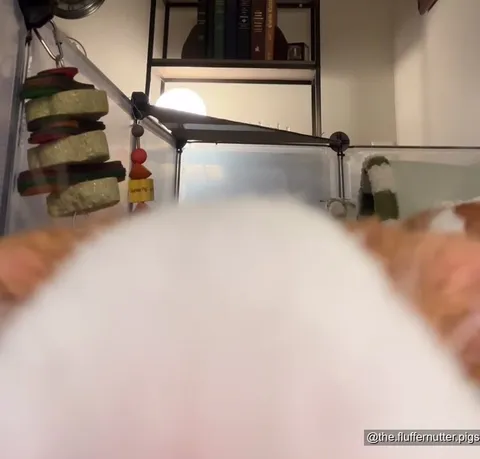 Guinea Pigs Invade the Camera