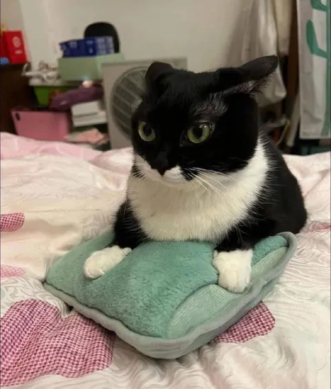 Кот сидит на подушке