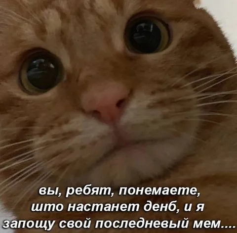 Кот обещает послеобедный мем