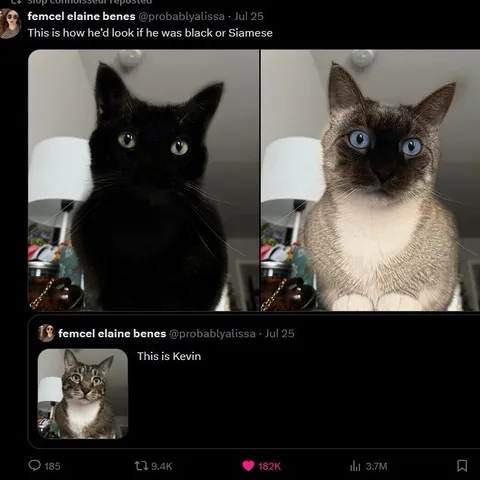 Kevin as a Black or Siamese Cat