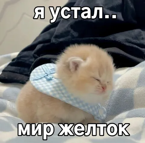 Уставший котёнок и желток