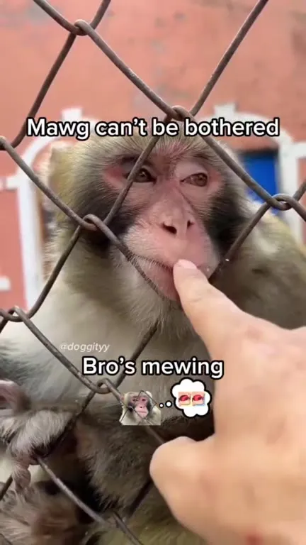 Mawg Can’t Be Bothered Mewing