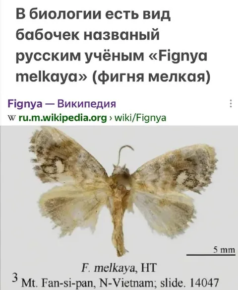 Бабочка Фигня мелкая