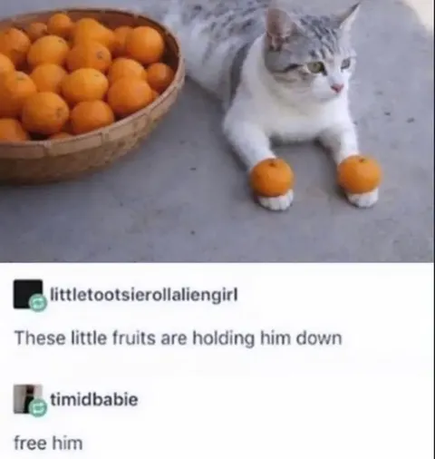 Free the Fruit-Held Cat