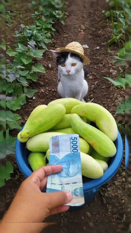 Кот продаёт кабачки за 50000
