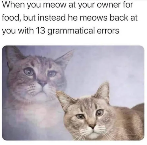 Cat Meows Back With Errors