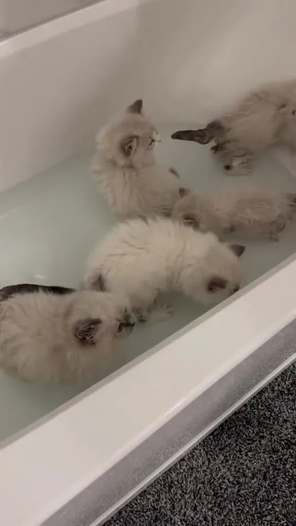 Котята переживают большое приключение