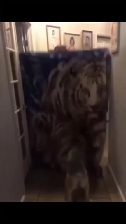 I Only See My Cat