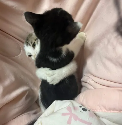 Котята обнимаются во сне