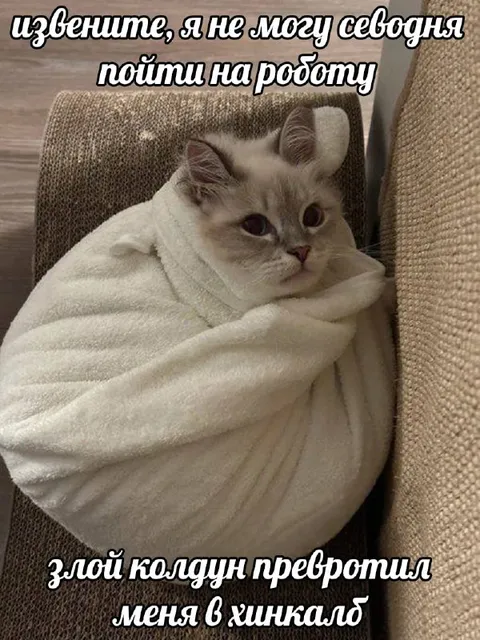 Кот не может выйти на работу