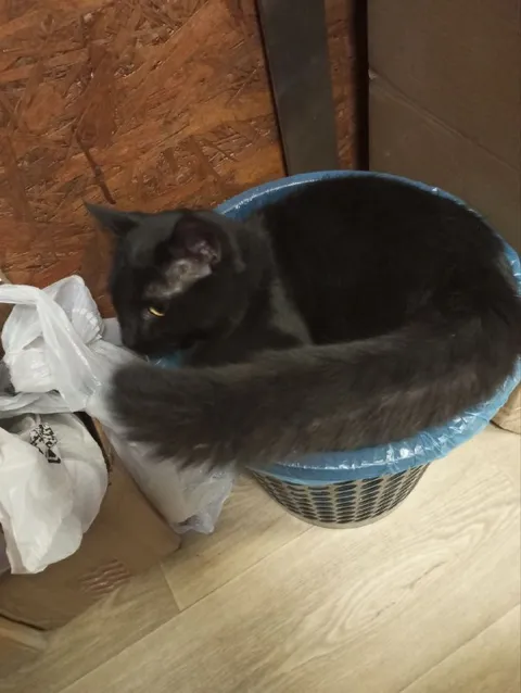 Кот занял всю корзину