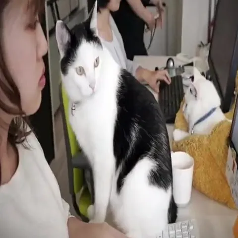 Коты вышли на работу