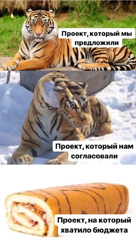 Проект и бюджетный тигр
