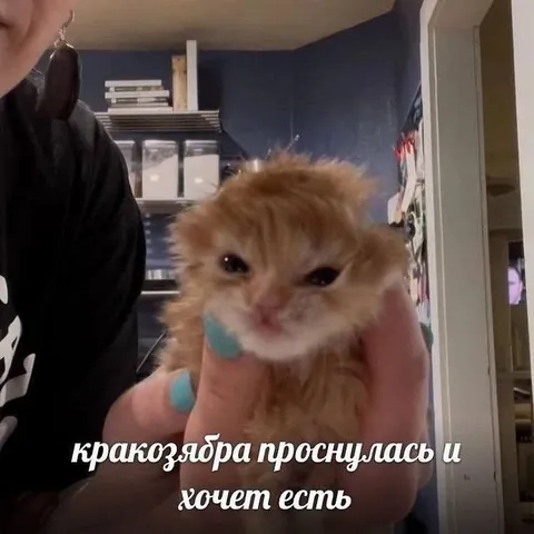 Кракозябра проснулась и хочет есть