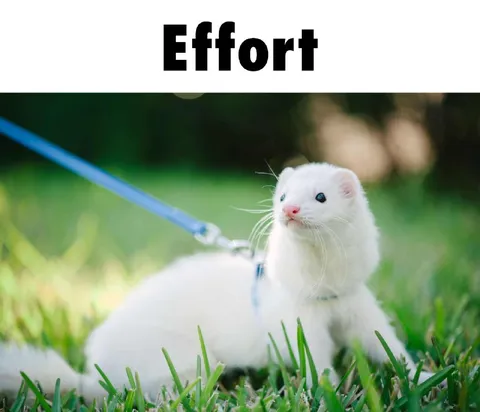 Effort Ferret on a Leash