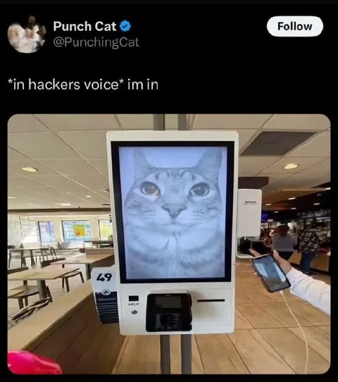 Hacker Cat Is In