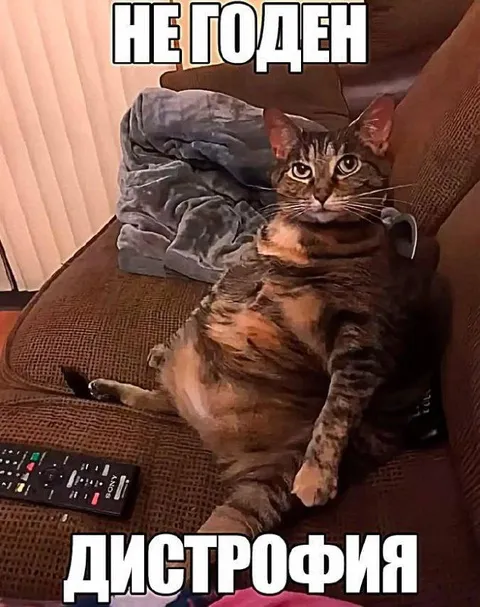 Кот с дистрофией на диване