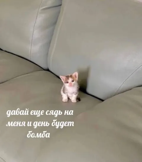 Котёнок обещает бомбический день