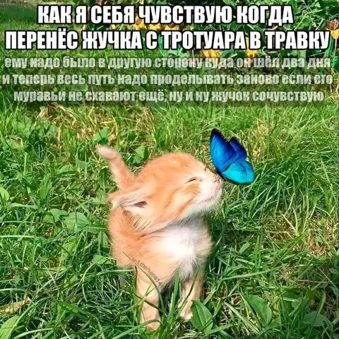 Перенёс жучка в траву