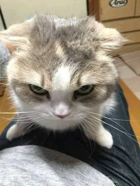 Сердитый кот на коленях
