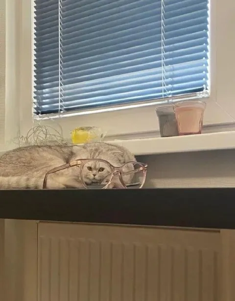 Кот в очках смотрит серьёзно