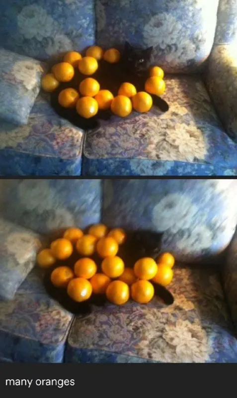 Many Oranges Cat