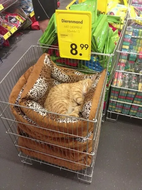 Kat in een dierenmand