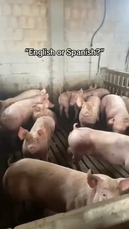 English or Spanish Pigs