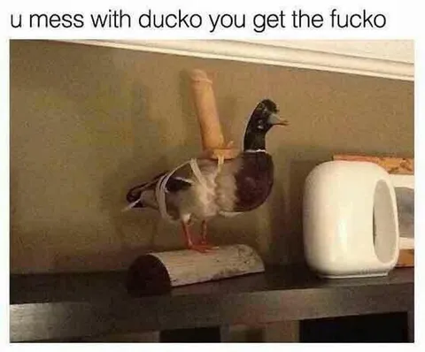Mess with Ducko, Get the Fucko