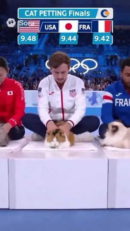 Cat Petting Finals