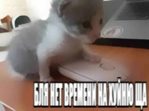 Кот нажимает на мышку