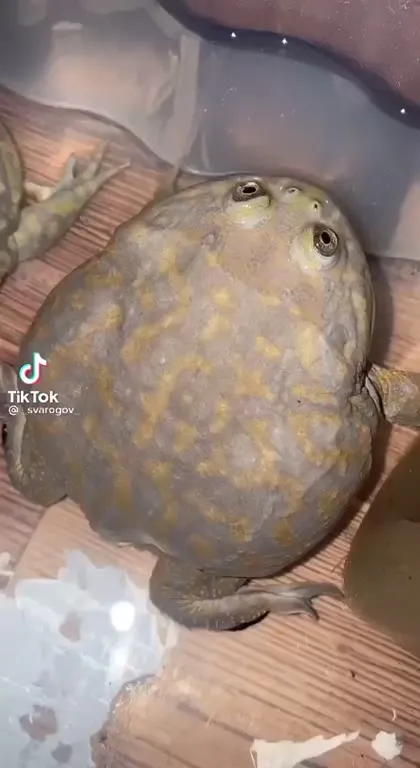 Если у вас есть лягушки