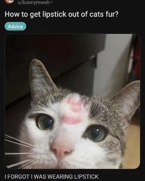 Cat Forgot About Lipstick