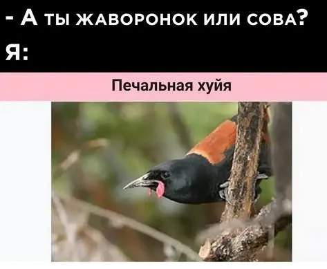 Печальная хуйня вместо жаворонка